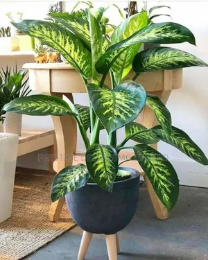 Right Hot Plants