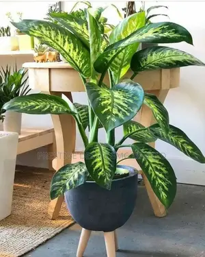 Right Hot Plants
