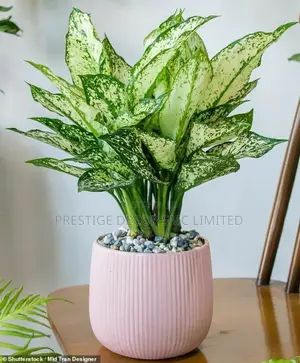 Right Hot Plants