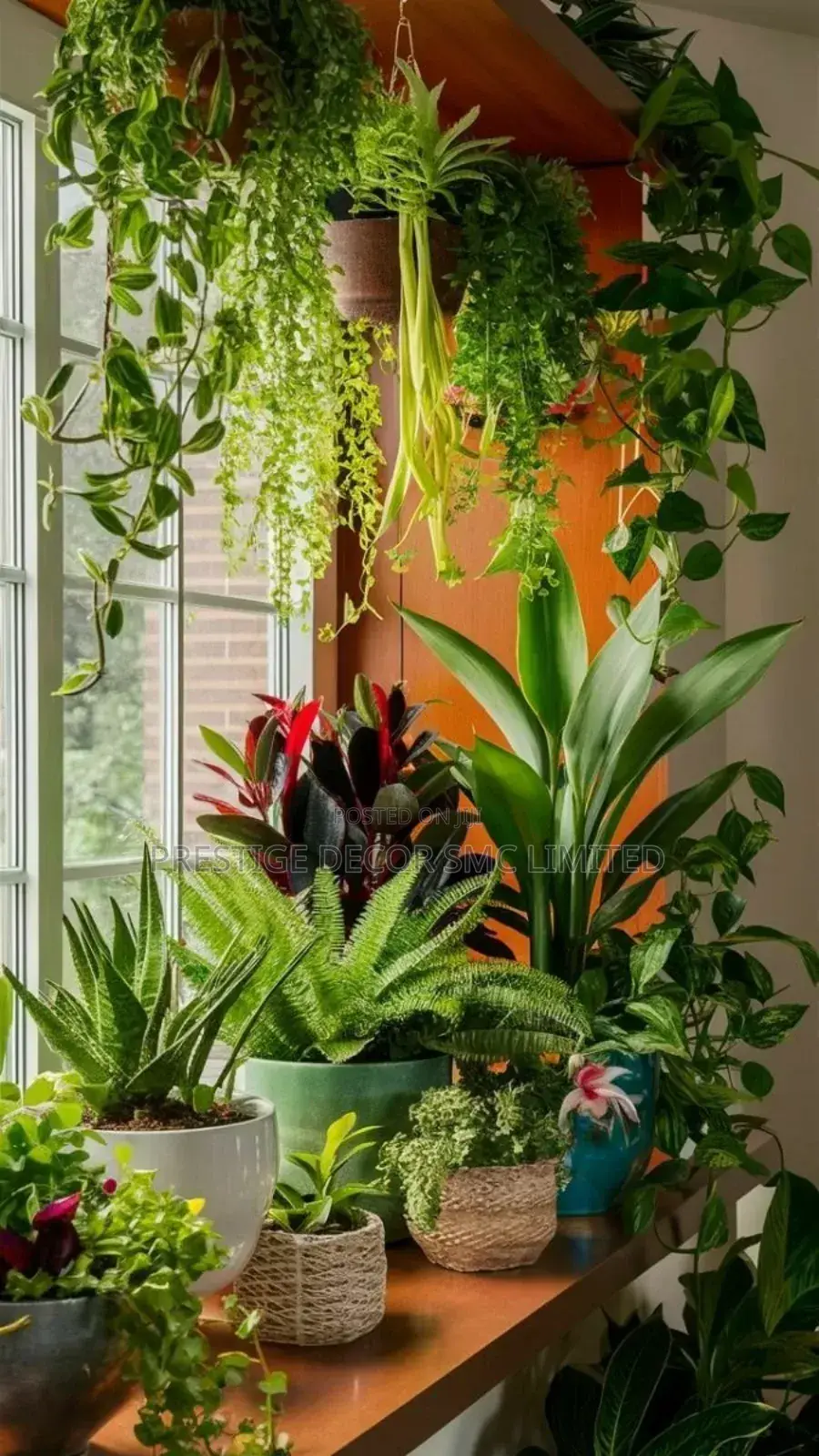 Modern Compound Plants