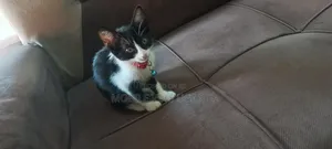 3-6 months Female Purebred American Curl