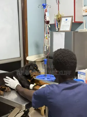 Vet Doctor