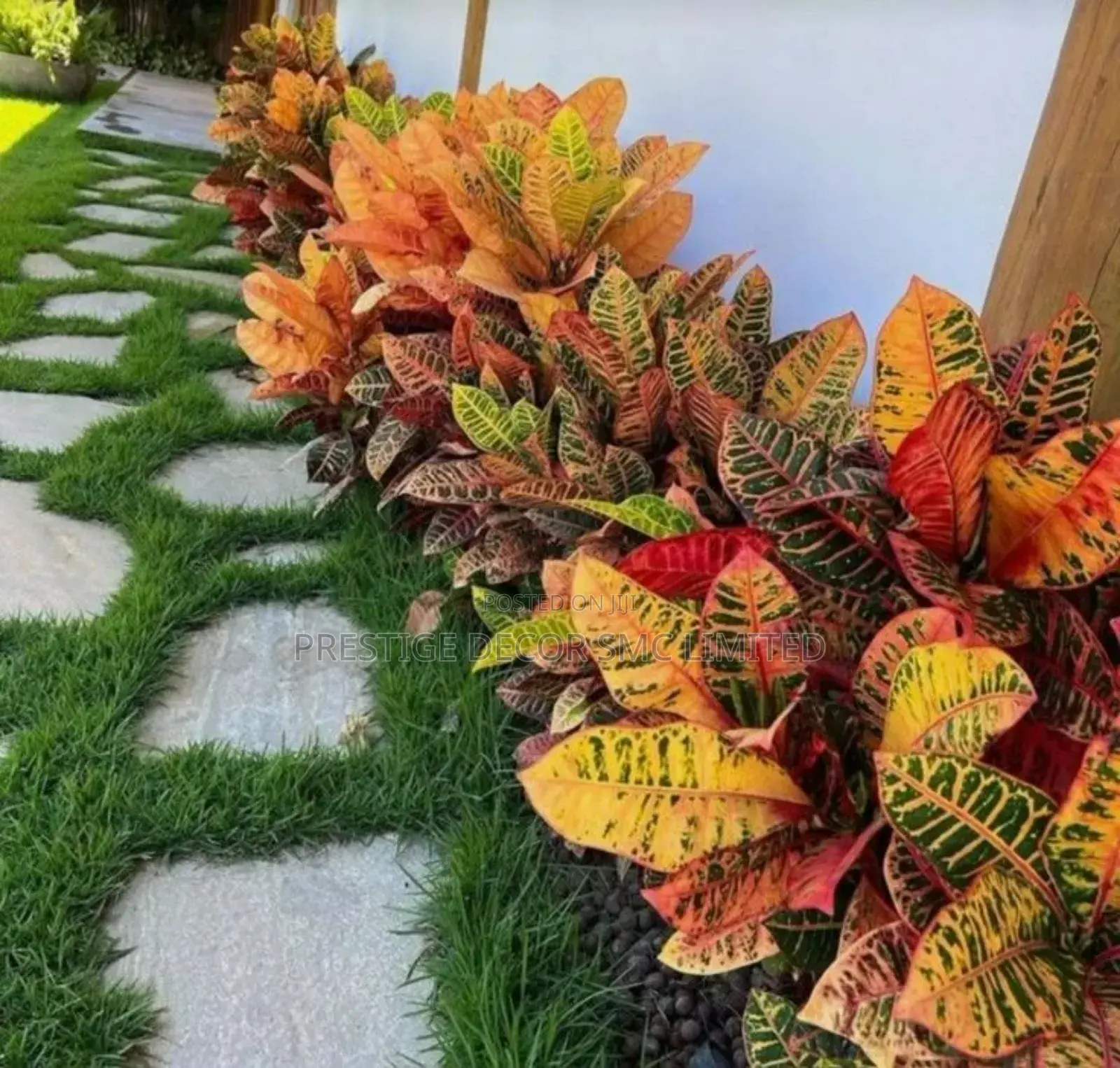 Beautiful Flower Compound Design