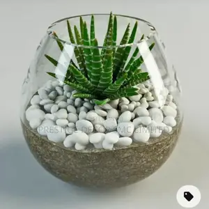 Beautiful Plants en Pots Latest Design