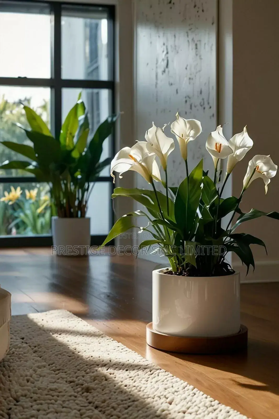 Beautiful Fancy Plants Amazing System