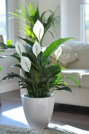 Beautiful Fancy Plants Amazing System