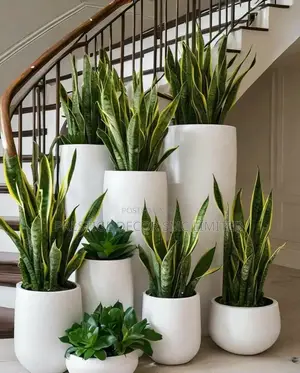 Which Plants and Pots.