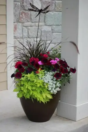 Elegant Pots Fancy Plants