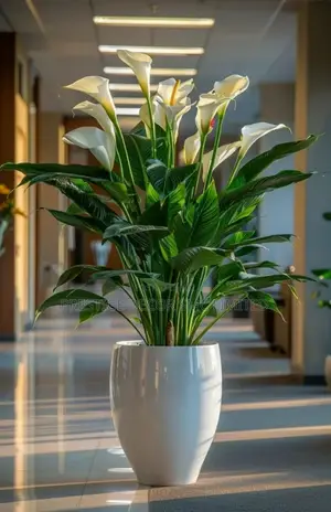 Nice Beauty Flowers