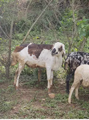 Goats And Sheep Good Price