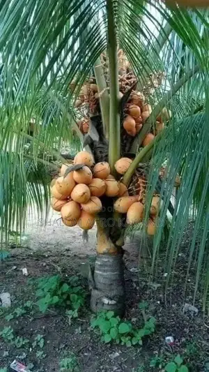 Dwarf Golden Coconut Seedlings