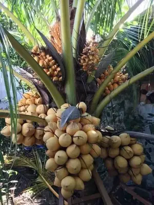 Dwarf Golden Coconut Seedlings
