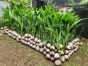 Dwarf Golden Coconut Seedlings