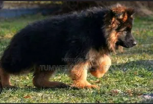 1-3 months Male Purebred German Shepherd