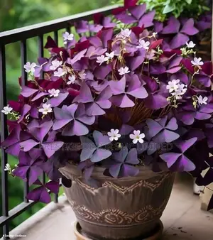 Beautiful Natural Flowers