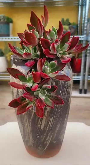 Supreme Latest Home Flowers