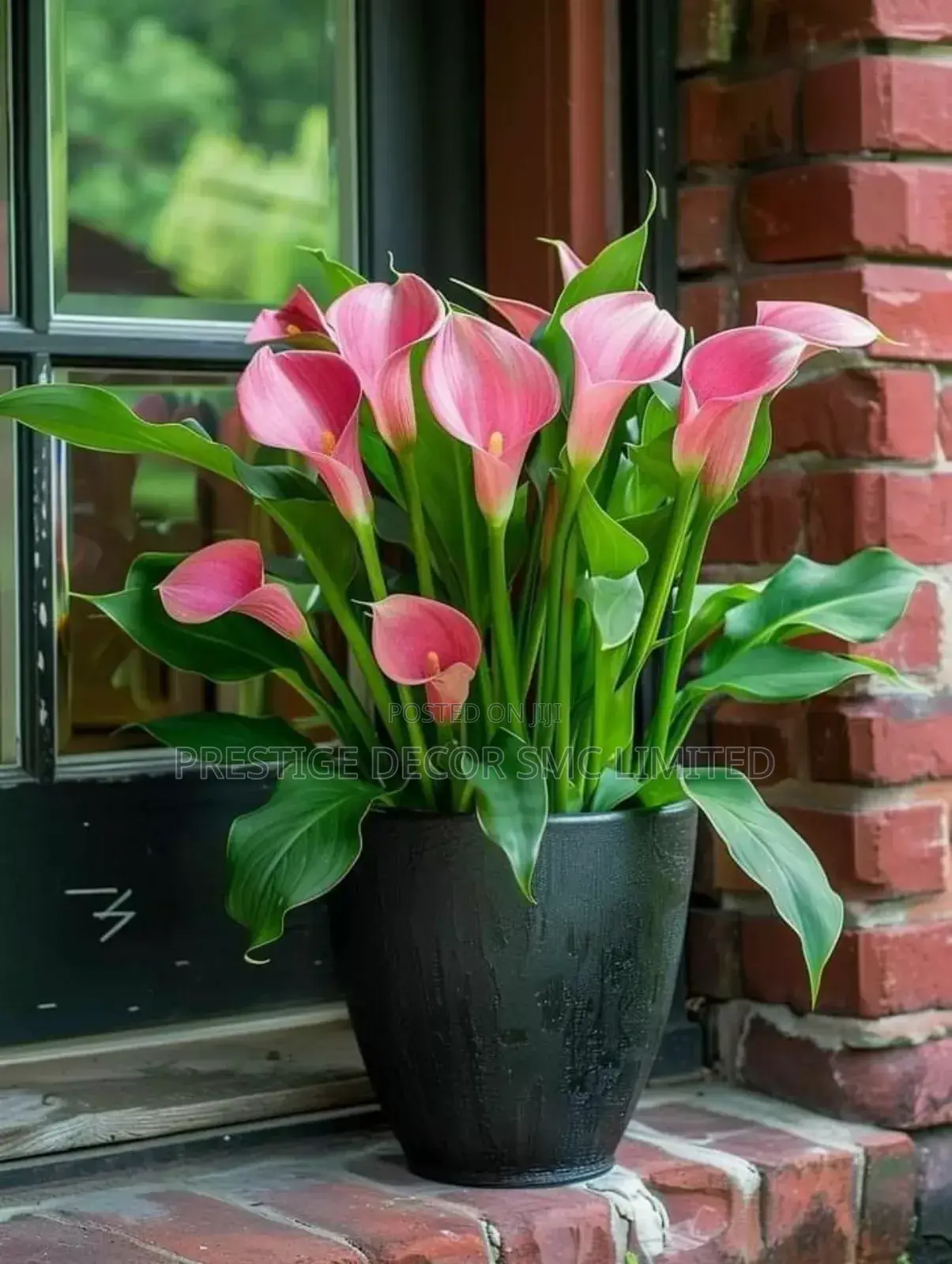 Vip Latest Home Flowers
