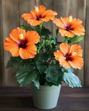 Vip Latest Home Flowers