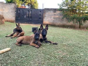 3-6 months Male Purebred Belgian Malinois