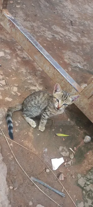 0-1 month Female Purebred Exotic
