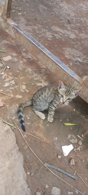 3-6 months Male Purebred Bombay