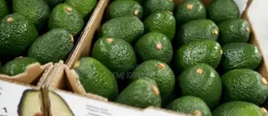 Hass Ovacado Per Kg