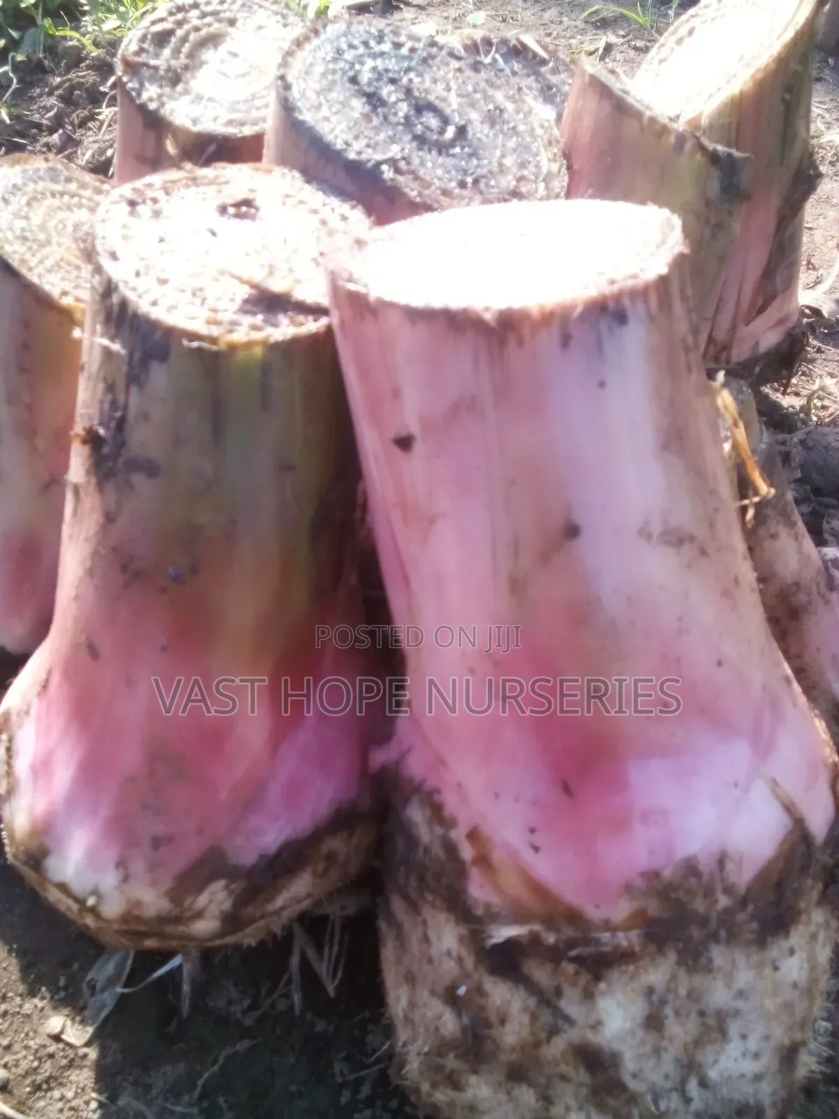 Banana Suckers(Bogoya)
