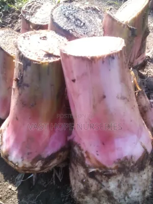 Banana Suckers(Bogoya)