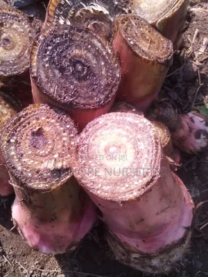 Banana Suckers(Bogoya)