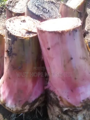 Banana Suckers(Bogoya)