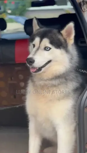 1+ year Male Purebred Siberian Husky