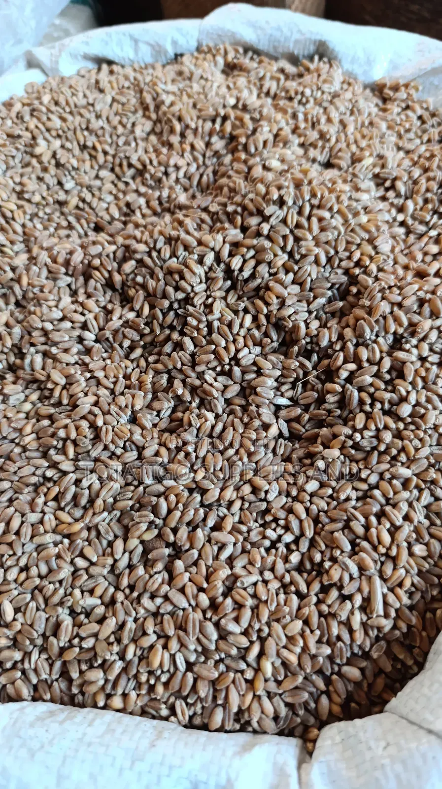 Wheat Seeds 1kg