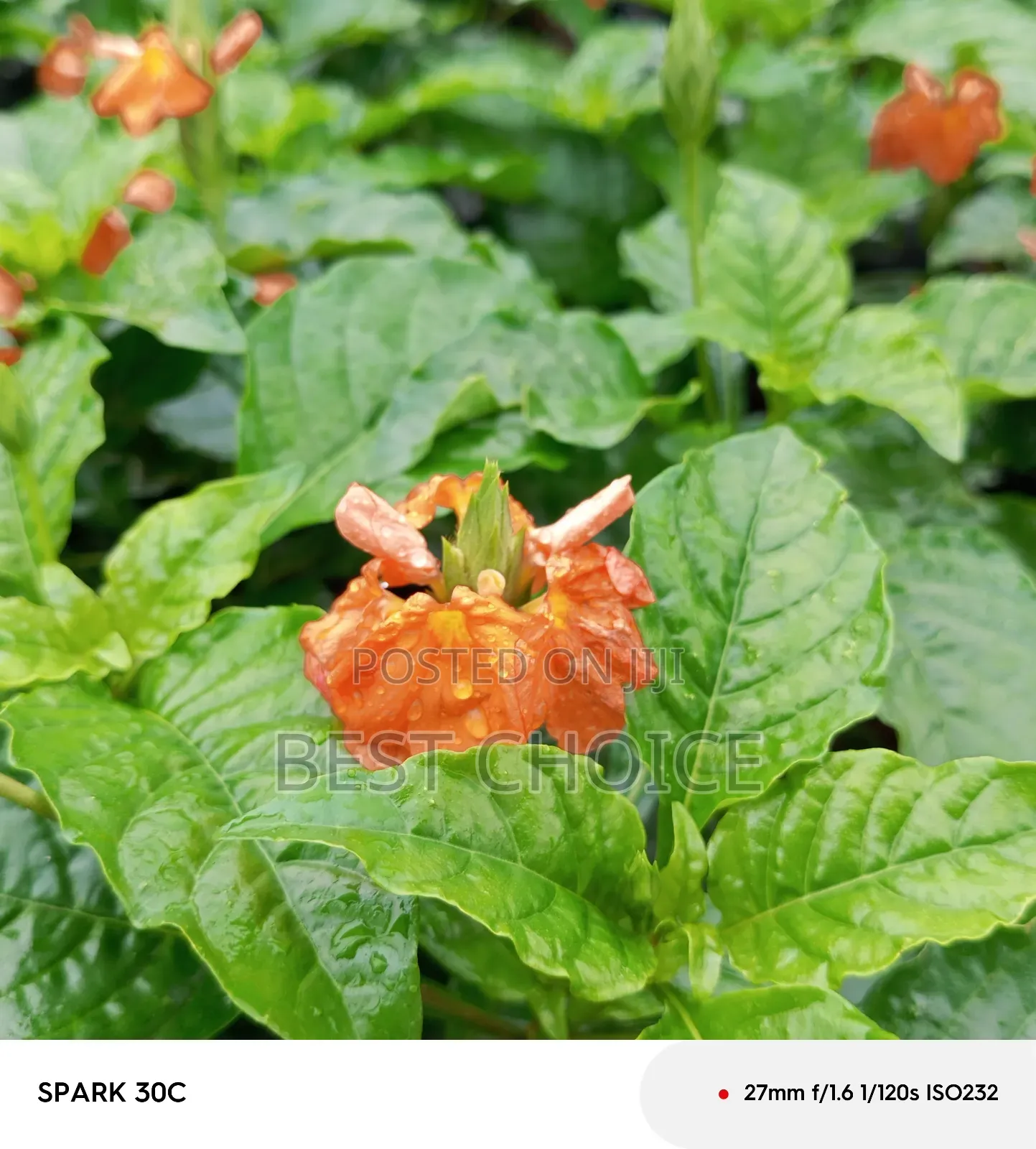 Cassandra Plants Available at Our Fully Stocked Gardens
