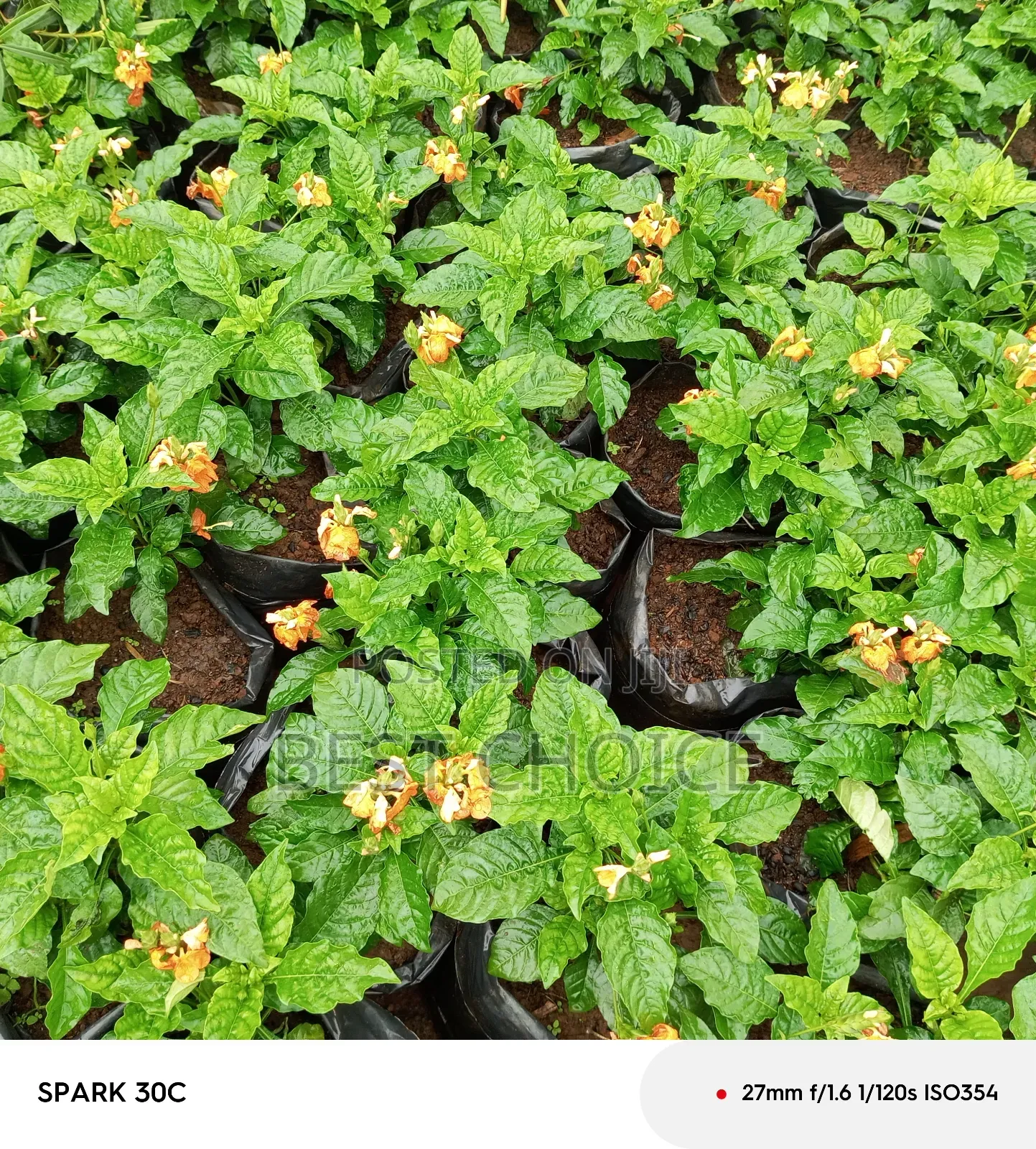 Cassandra Plants Available at Our Fully Stocked Gardens