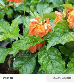 Cassandra Plants Available at Our Fully Stocked Gardens