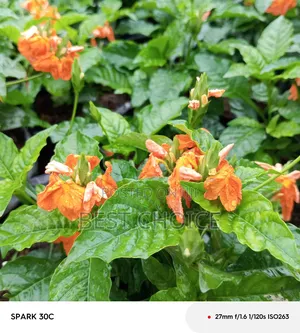Cassandra Plants Available at Our Fully Stocked Gardens