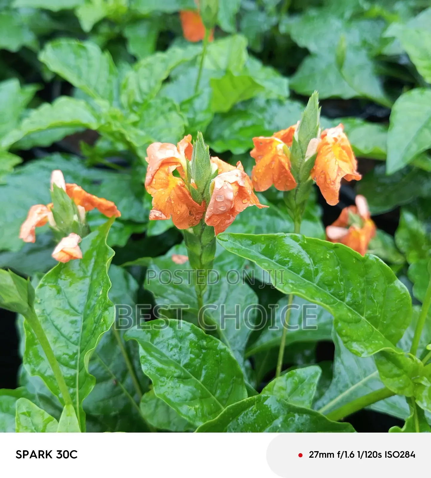 Cassandra Plants Available at Our Fully Stocked Gardens