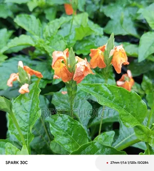 Cassandra Plants Available at Our Fully Stocked Gardens