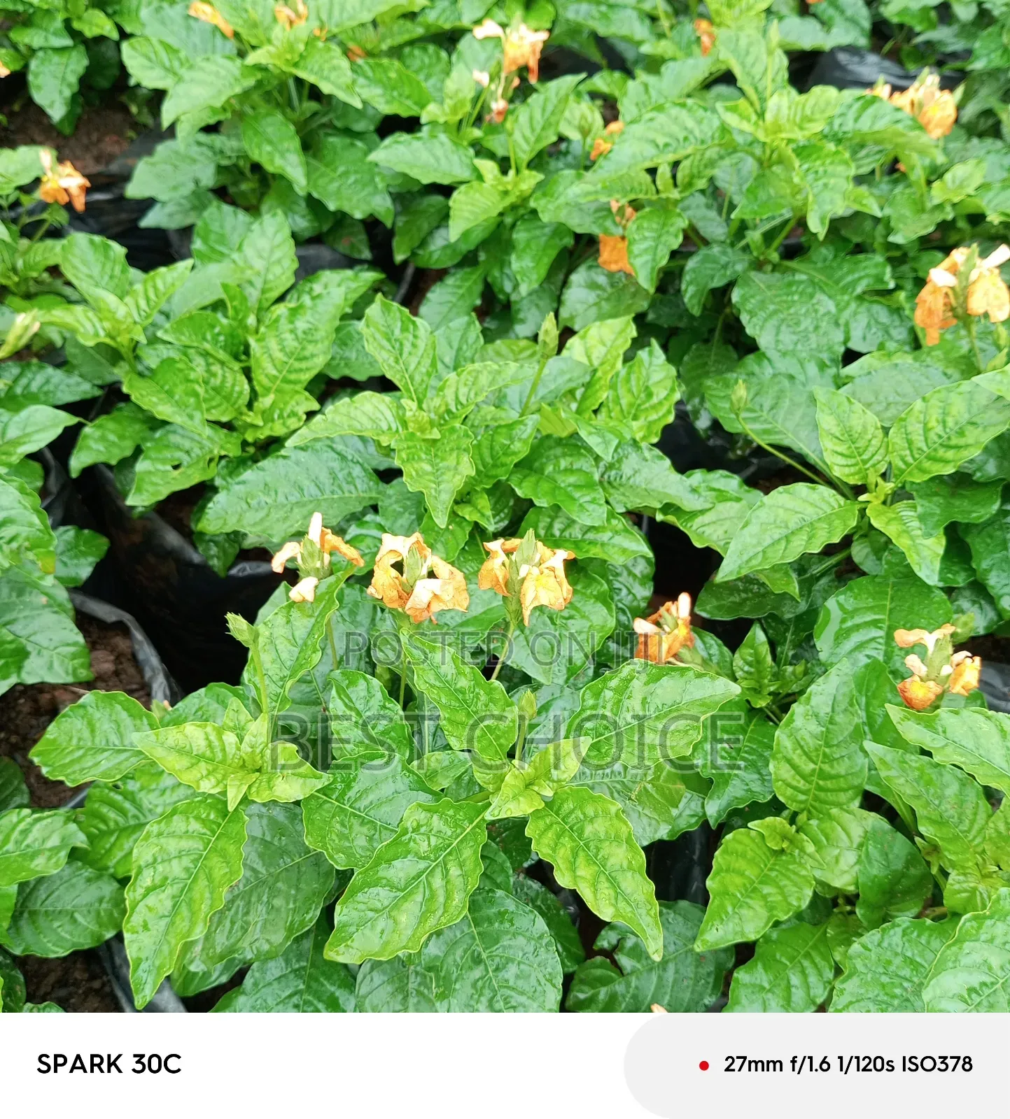 Cassandra Plants Available at Our Fully Stocked Gardens