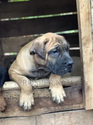 1-3 months Male Purebred Boerboel