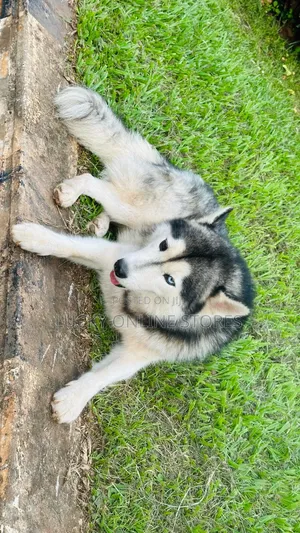 1+ year Male Purebred Siberian Husky
