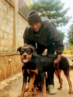 Dog Trainer