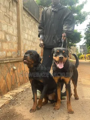 Dog Trainer