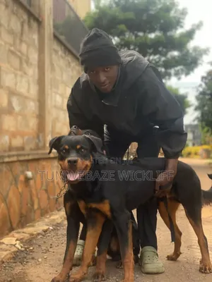 Dog Trainer