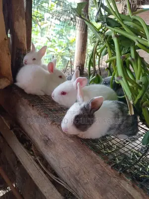 Cross Breed Rabbits in Munyonyo