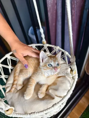 0-1 month Male Purebred American Bobtail