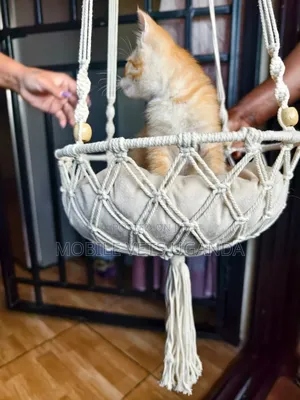 1-3 months Female Purebred American Wirehair