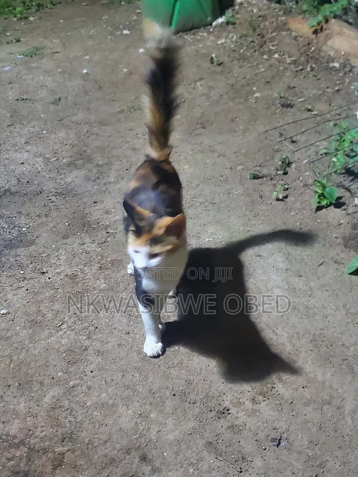 1-3 months Female Mixed Breed American Bobtail