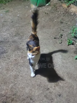 1-3 months Female Mixed Breed American Bobtail