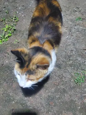 1-3 months Female Mixed Breed American Bobtail